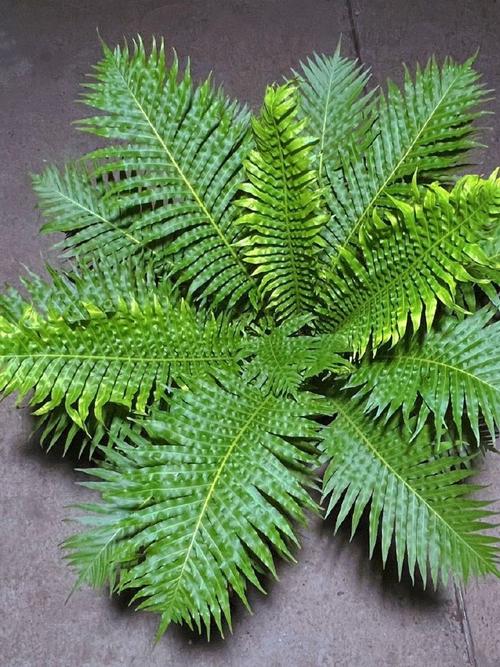 鹿角蕨的功效与作用？鹿角蕨的药用价值？-第4张图片-优品飞百科