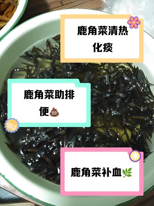 鹿角蕨的功效与作用？鹿角蕨的药用价值？-第5张图片-优品飞百科