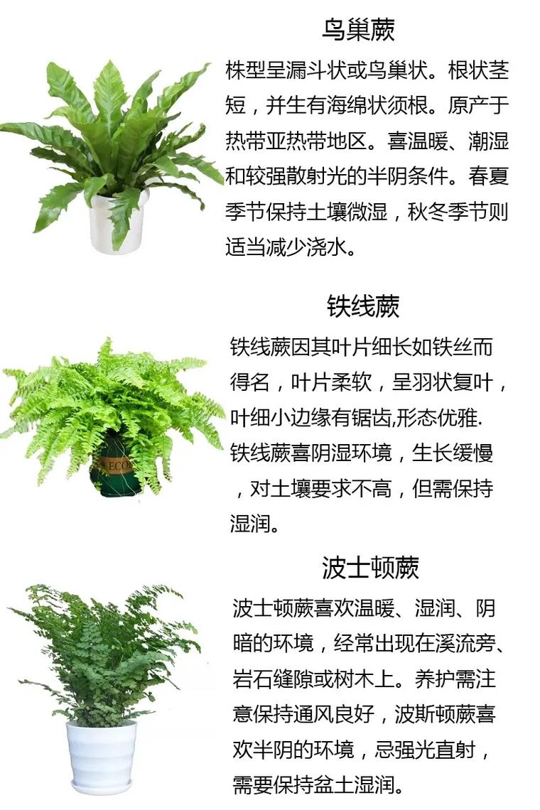 鹿角蕨的功效与作用？鹿角蕨的药用价值？-第6张图片-优品飞百科
