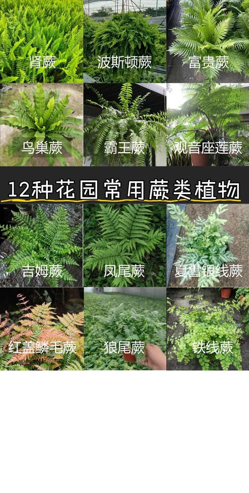 鹿角蕨的功效与作用？鹿角蕨的药用价值？-第7张图片-优品飞百科