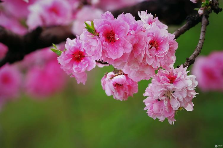 桃花是什么意思,桃花的图片,桃花是什么意思,桃花的图片怎么画?-第2张图片-优品飞百科 桃花是什么意思,桃花的图片,桃花是什么意思,桃花的图片怎么画?-第2张图片-优品飞百科