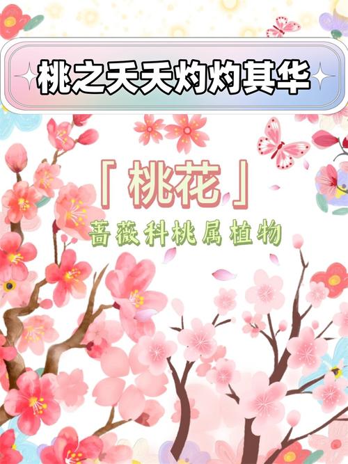 桃花是什么意思,桃花的图片,桃花是什么意思,桃花的图片怎么画?-第3张图片-优品飞百科 桃花是什么意思,桃花的图片,桃花是什么意思,桃花的图片怎么画?-第3张图片-优品飞百科