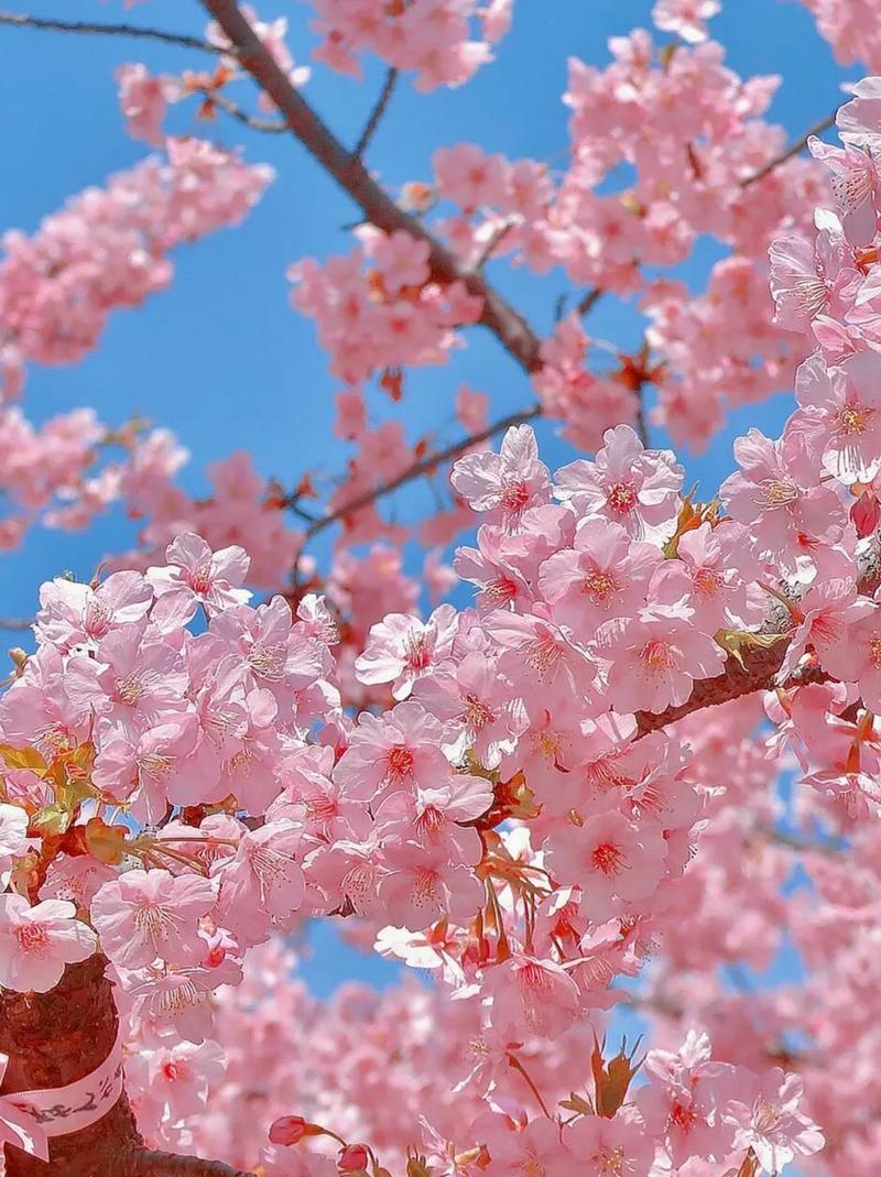 桃花是什么意思,桃花的图片,桃花是什么意思,桃花的图片怎么画?-第5张图片-优品飞百科 桃花是什么意思,桃花的图片,桃花是什么意思,桃花的图片怎么画?-第5张图片-优品飞百科