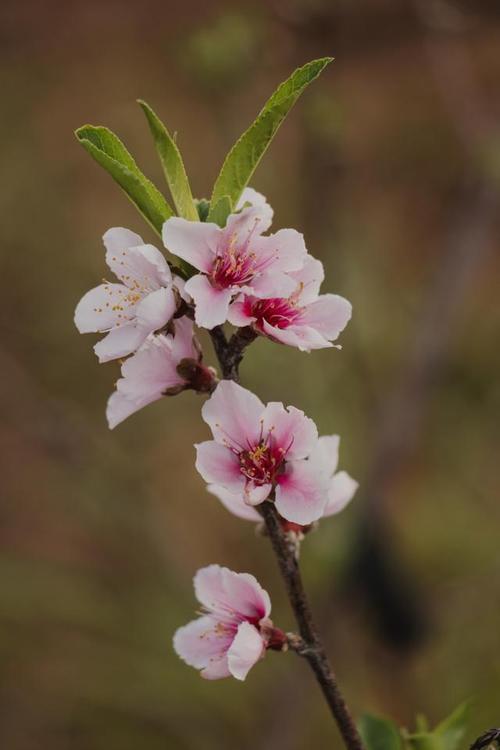 桃花是什么意思,桃花的图片,桃花是什么意思,桃花的图片怎么画?-第6张图片-优品飞百科 桃花是什么意思,桃花的图片,桃花是什么意思,桃花的图片怎么画?-第6张图片-优品飞百科