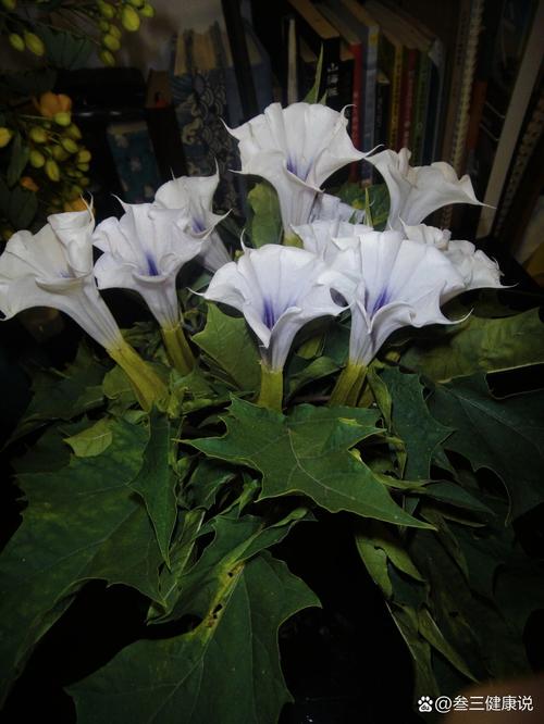 曼陀罗花有毒吗,曼陀罗花有毒吗?曼陀罗花能家养吗?老农说出大实话-第1张图片-优品飞百科 曼陀罗花有毒吗,曼陀罗花有毒吗?曼陀罗花能家养吗?老农说出大实话-第1张图片-优品飞百科