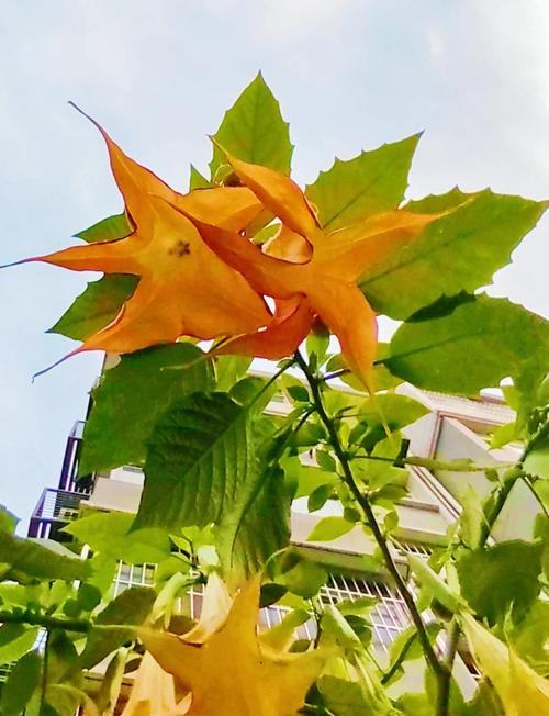 曼陀罗花有毒吗,曼陀罗花有毒吗?曼陀罗花能家养吗?老农说出大实话-第2张图片-优品飞百科 曼陀罗花有毒吗,曼陀罗花有毒吗?曼陀罗花能家养吗?老农说出大实话-第2张图片-优品飞百科