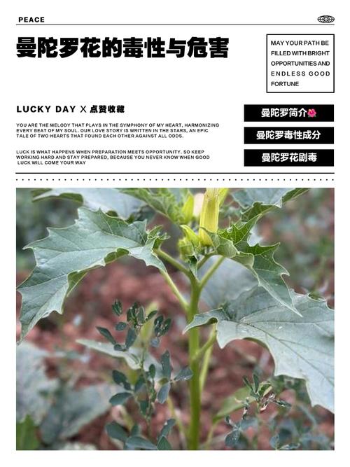 曼陀罗花有毒吗,曼陀罗花有毒吗?曼陀罗花能家养吗?老农说出大实话-第3张图片-优品飞百科 曼陀罗花有毒吗,曼陀罗花有毒吗?曼陀罗花能家养吗?老农说出大实话-第3张图片-优品飞百科