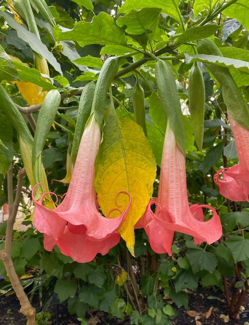 曼陀罗花有毒吗,曼陀罗花有毒吗?曼陀罗花能家养吗?老农说出大实话-第5张图片-优品飞百科 曼陀罗花有毒吗,曼陀罗花有毒吗?曼陀罗花能家养吗?老农说出大实话-第5张图片-优品飞百科