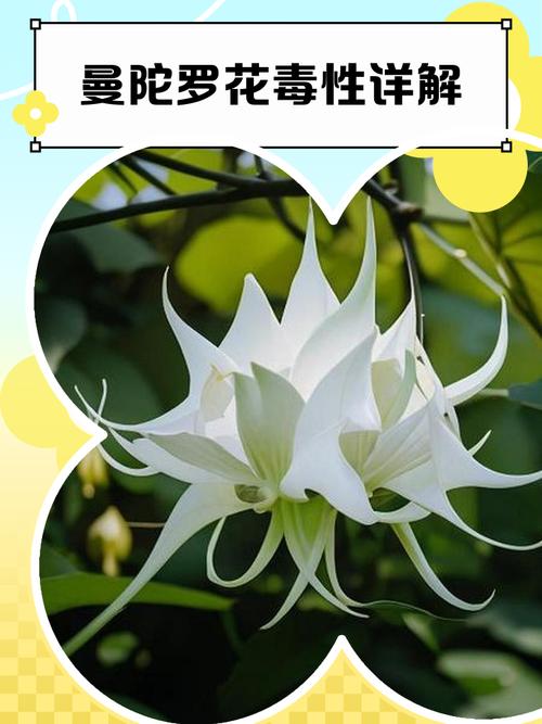 曼陀罗花有毒吗,曼陀罗花有毒吗?曼陀罗花能家养吗?老农说出大实话-第6张图片-优品飞百科 曼陀罗花有毒吗,曼陀罗花有毒吗?曼陀罗花能家养吗?老农说出大实话-第6张图片-优品飞百科