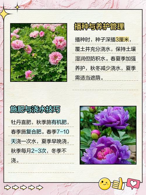 牡丹花的花语,牡丹花的花语是什么-第1张图片-优品飞百科 牡丹花的花语,牡丹花的花语是什么-第1张图片-优品飞百科