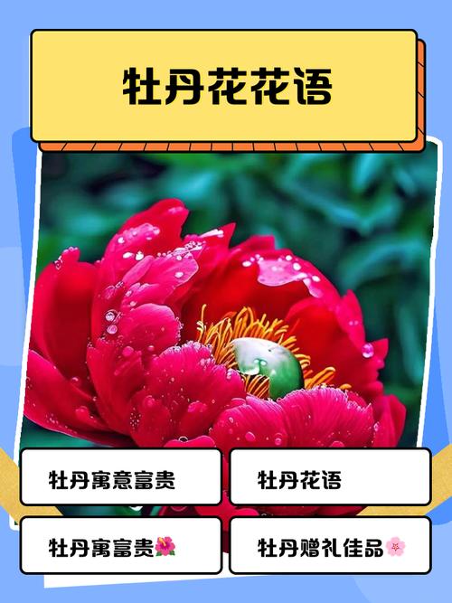 牡丹花的花语,牡丹花的花语是什么-第3张图片-优品飞百科 牡丹花的花语,牡丹花的花语是什么-第3张图片-优品飞百科