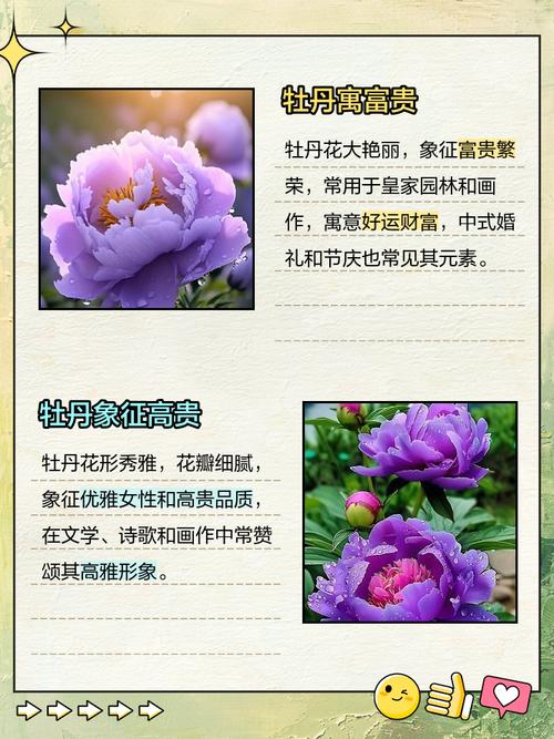 牡丹花的花语,牡丹花的花语是什么-第5张图片-优品飞百科 牡丹花的花语,牡丹花的花语是什么-第5张图片-优品飞百科