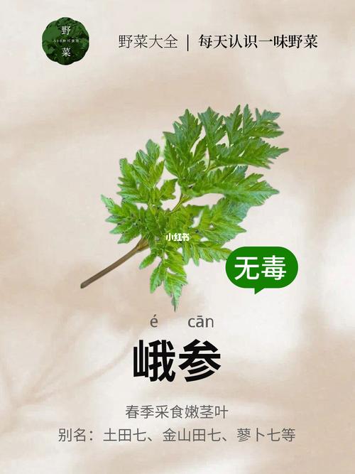 峨参的功效与作用，山参的功效和作用？-第4张图片-优品飞百科