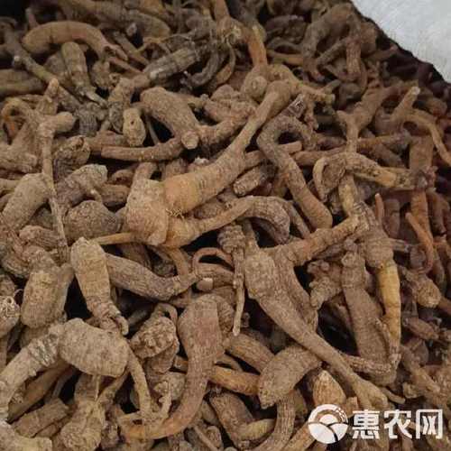 峨参的功效与作用，山参的功效和作用？-第5张图片-优品飞百科