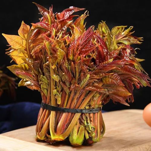 香椿芽怎么吃，香椿芽怎么吃不中毒？-第3张图片-优品飞百科