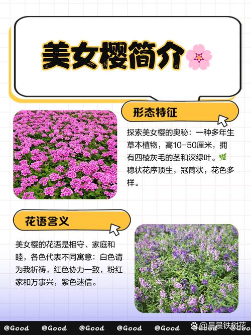 美女樱的功效与价值，美女樱可以食用吗？-第2张图片-优品飞百科