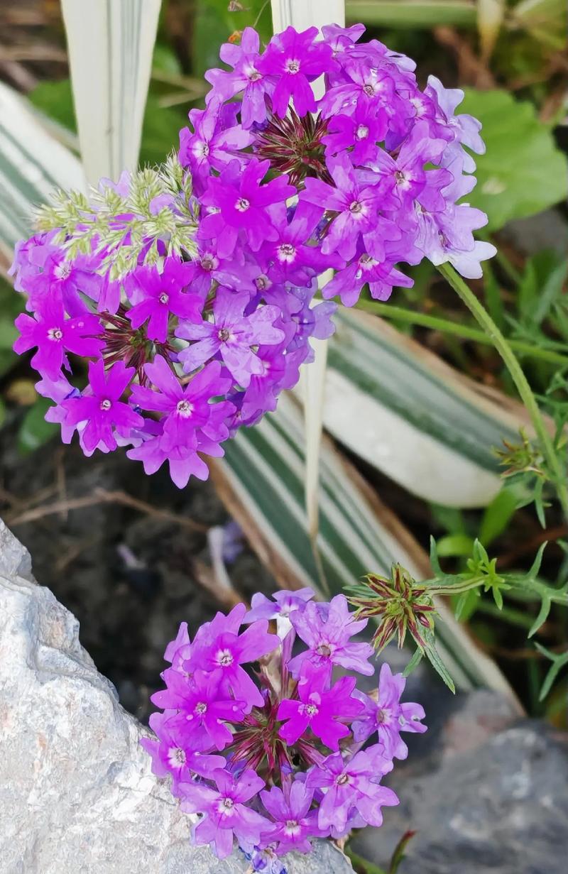 美女樱的功效与价值，美女樱可以食用吗？-第3张图片-优品飞百科