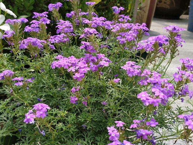 美女樱的功效与价值，美女樱可以食用吗？-第4张图片-优品飞百科