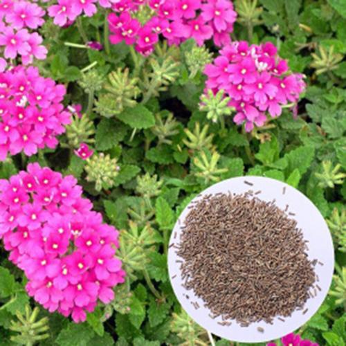 美女樱的功效与价值，美女樱可以食用吗？-第5张图片-优品飞百科