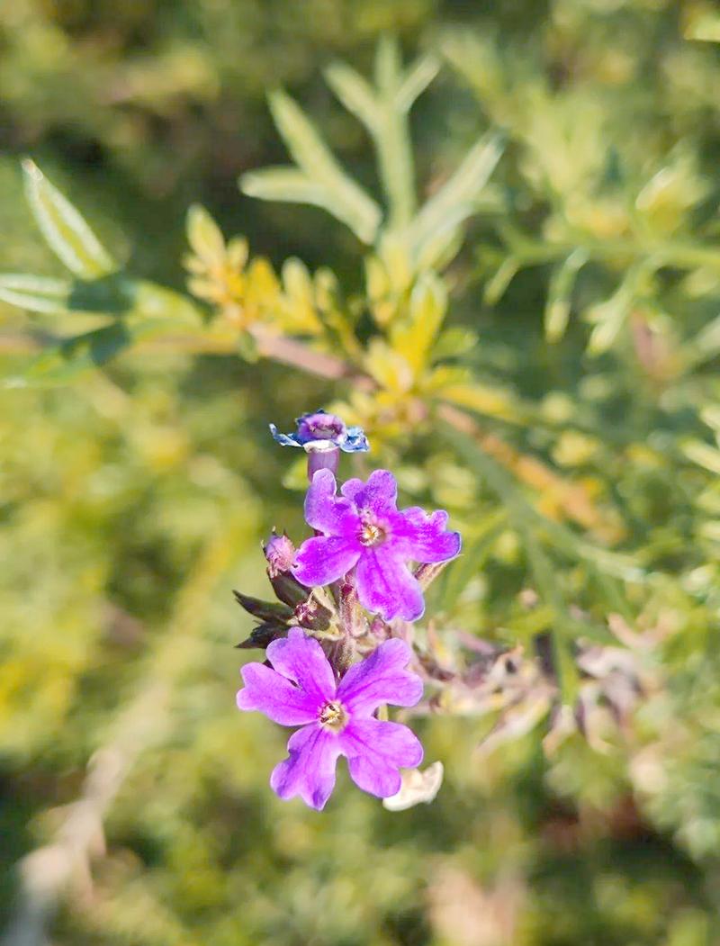 美女樱的功效与价值，美女樱可以食用吗？-第6张图片-优品飞百科