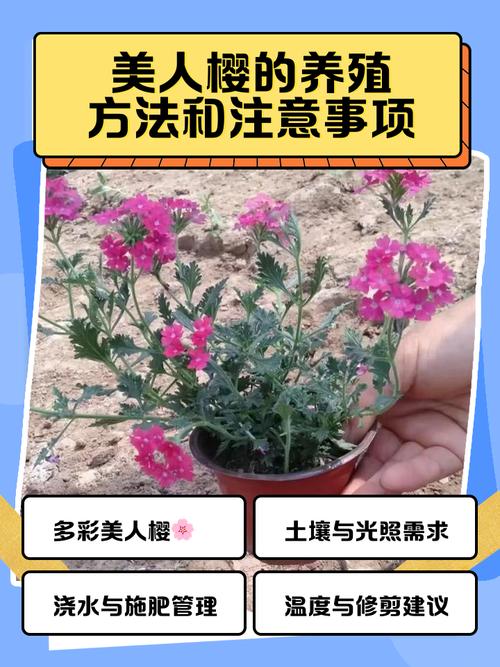 美女樱的功效与价值，美女樱可以食用吗？-第7张图片-优品飞百科