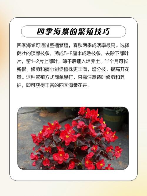 家里为什么不要养海棠,家里为什么不放海棠-第1张图片-优品飞百科 家里为什么不要养海棠,家里为什么不放海棠-第1张图片-优品飞百科