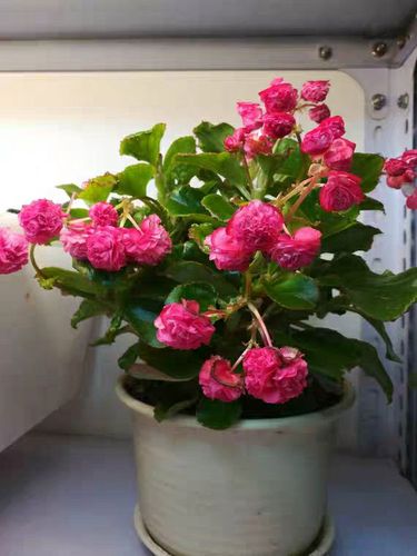 家里为什么不要养海棠,家里为什么不放海棠-第2张图片-优品飞百科 家里为什么不要养海棠,家里为什么不放海棠-第2张图片-优品飞百科