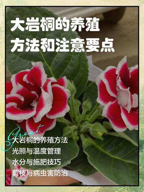 大岩桐有毒吗？，大岩桐的病虫害防治？-第2张图片-优品飞百科
