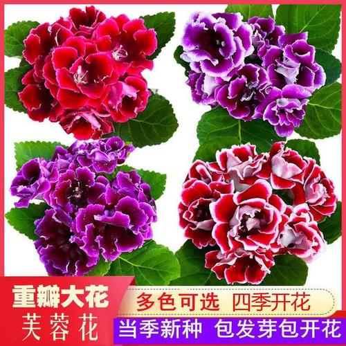 大岩桐有毒吗？，大岩桐的病虫害防治？-第3张图片-优品飞百科