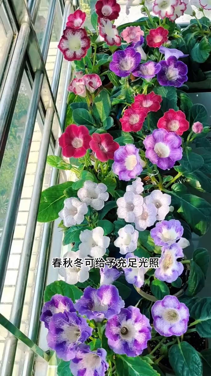 大岩桐有毒吗？，大岩桐的病虫害防治？-第4张图片-优品飞百科