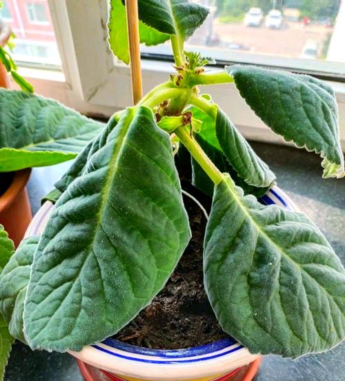 大岩桐有毒吗？，大岩桐的病虫害防治？-第5张图片-优品飞百科