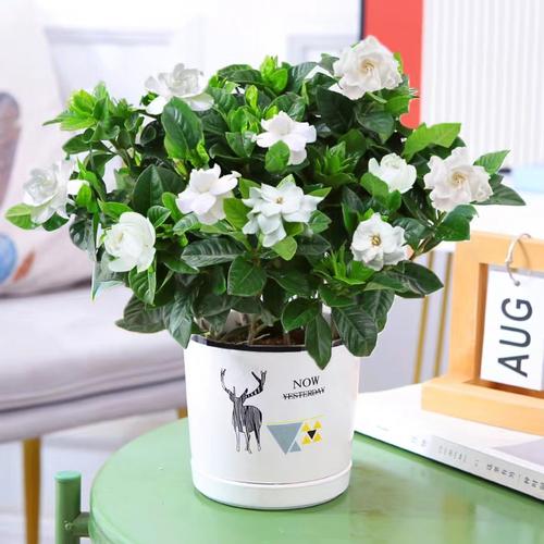 栀子花的风水作用，栀子花的风水作用禁忌是什么-第1张图片-优品飞百科