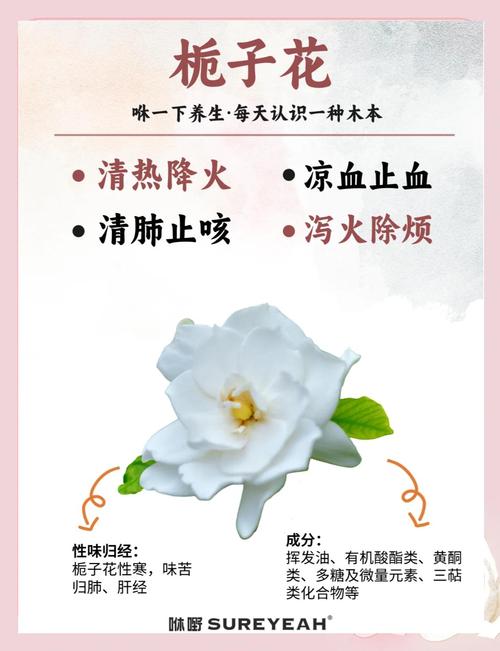 栀子花的风水作用，栀子花的风水作用禁忌是什么-第3张图片-优品飞百科