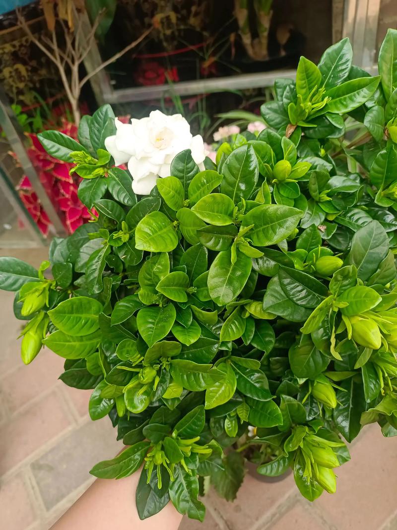 栀子花的风水作用，栀子花的风水作用禁忌是什么-第4张图片-优品飞百科