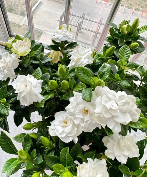 栀子花的风水作用，栀子花的风水作用禁忌是什么-第5张图片-优品飞百科