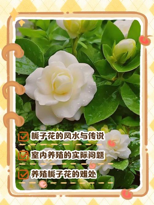 栀子花的风水作用，栀子花的风水作用禁忌是什么-第6张图片-优品飞百科