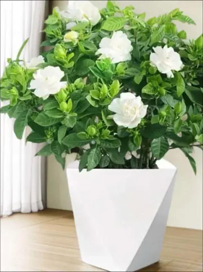 栀子花的风水作用，栀子花的风水作用禁忌是什么-第8张图片-优品飞百科