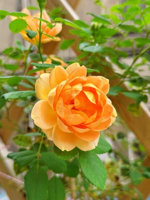 月季花的特点，月季花的图片？月季花的特点和样子是什么？-第1张图片-优品飞百科