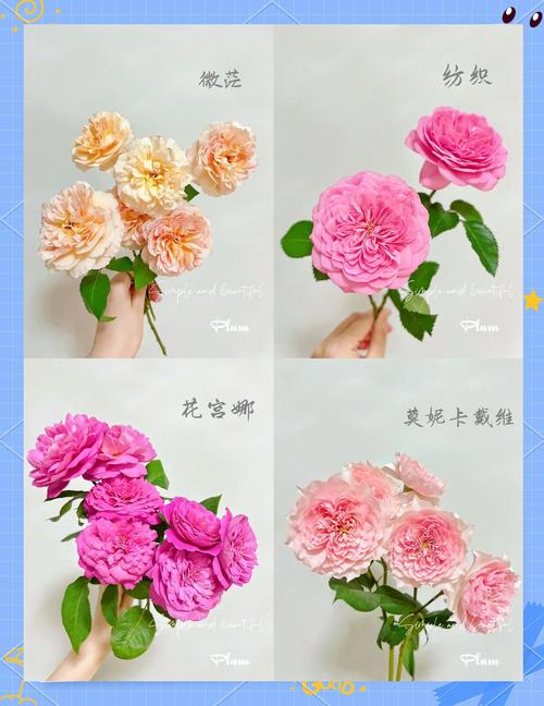 月季花的特点，月季花的图片？月季花的特点和样子是什么？-第2张图片-优品飞百科