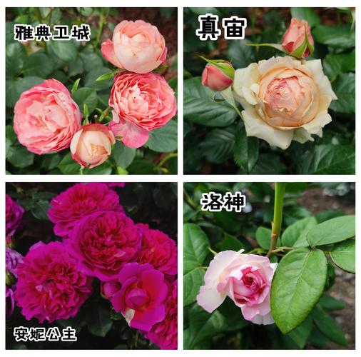 月季花的特点，月季花的图片？月季花的特点和样子是什么？-第3张图片-优品飞百科