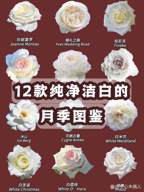 月季花的特点，月季花的图片？月季花的特点和样子是什么？-第4张图片-优品飞百科