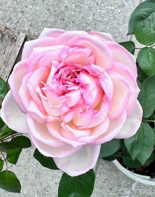 月季花的特点，月季花的图片？月季花的特点和样子是什么？-第5张图片-优品飞百科