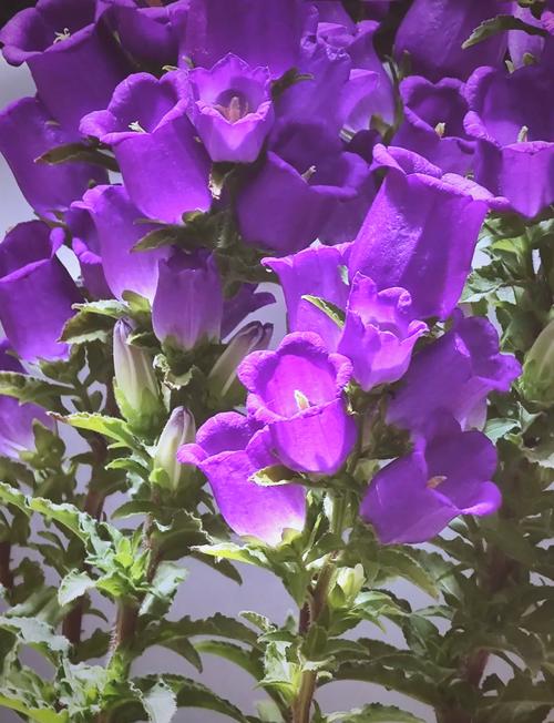 风铃草有什么作用?风铃草的价值?-第1张图片-优品飞百科 风铃草有什么作用?风铃草的价值?-第1张图片-优品飞百科