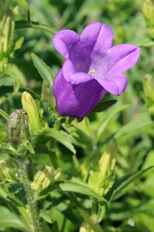 风铃草有什么作用?风铃草的价值?-第2张图片-优品飞百科 风铃草有什么作用?风铃草的价值?-第2张图片-优品飞百科