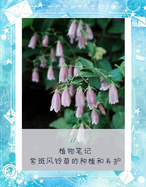 风铃草有什么作用?风铃草的价值?-第3张图片-优品飞百科 风铃草有什么作用?风铃草的价值?-第3张图片-优品飞百科