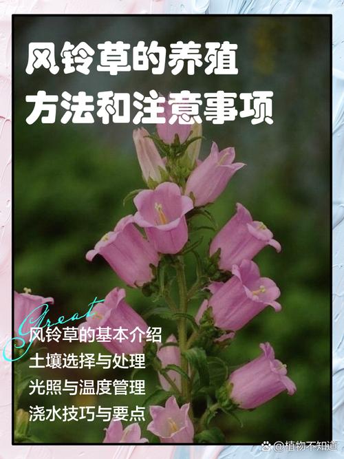 风铃草有什么作用?风铃草的价值?-第4张图片-优品飞百科 风铃草有什么作用?风铃草的价值?-第4张图片-优品飞百科