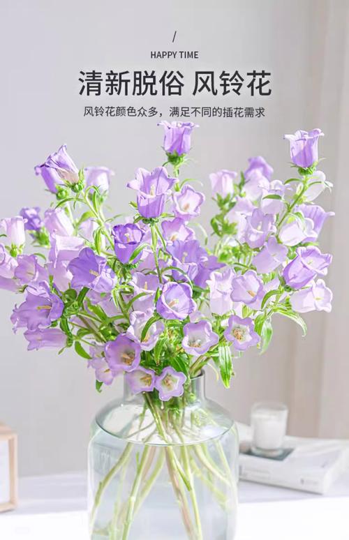 风铃草有什么作用?风铃草的价值?-第5张图片-优品飞百科 风铃草有什么作用?风铃草的价值?-第5张图片-优品飞百科