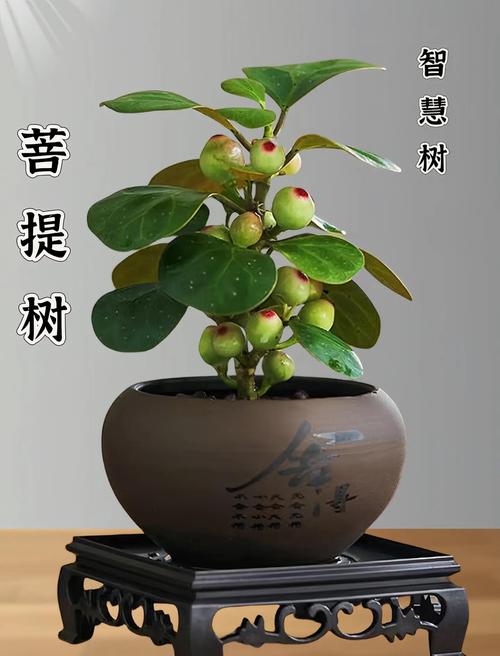 家种菩提树有什么说法，家里种菩提