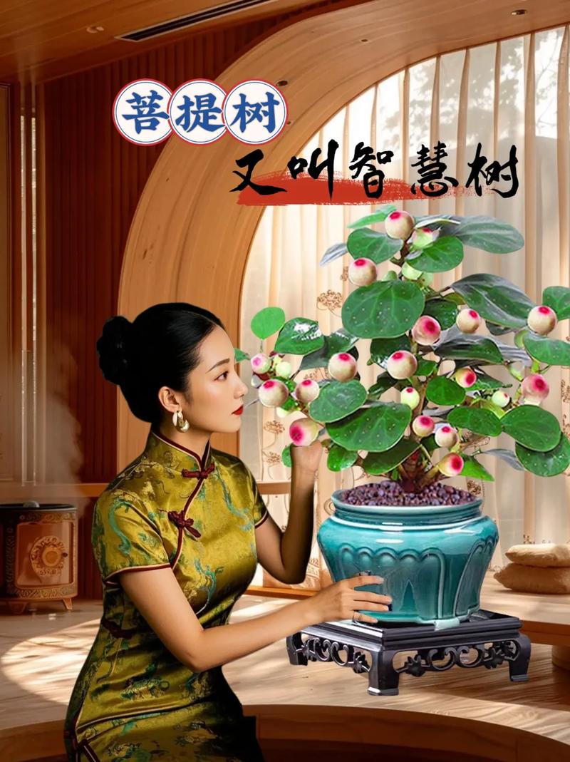 家种菩提树有什么说法，家里种菩提-第2张图片-优品飞百科