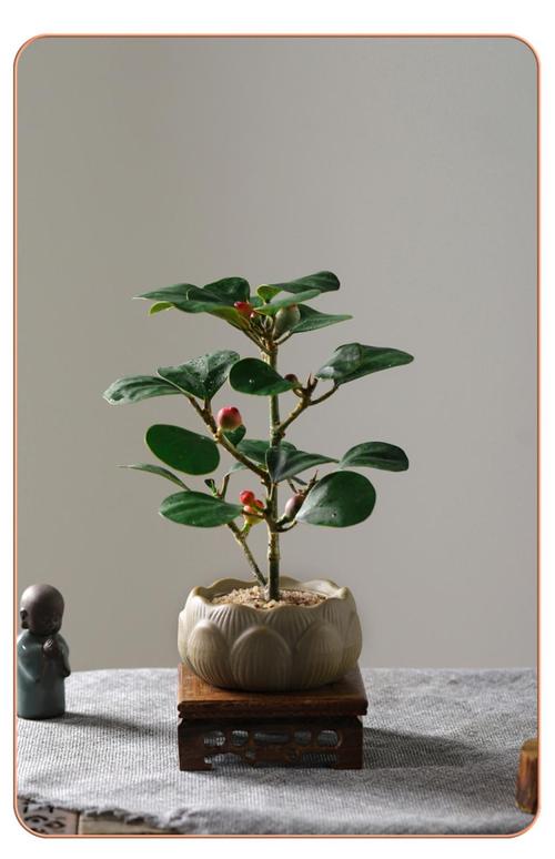 家种菩提树有什么说法，家里种菩提-第3张图片-优品飞百科